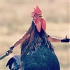Bemtur's avatar