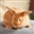 Darce's avatar