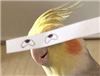 brendintosh's avatar