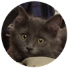 LuneSombre's avatar