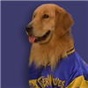 shenvolta22's avatar