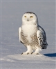 Cael_of_Delphaeus's avatar