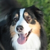 Darkstar_Traceur's avatar