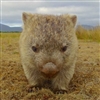 wombatinwellies's avatar