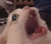 AbysmalKite's avatar