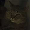 CabbagedKappa's avatar