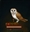 Archimona's avatar