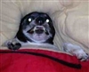 CaptGoblin's avatar