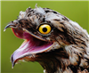 ConscriptSpider's avatar