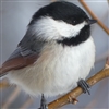 Chickadee42's avatar