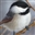 Chickadee42's avatar