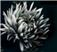 yndlnoot's avatar