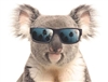 CoolKoala's avatar