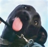 Dobbleson's avatar