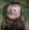 leoroni's avatar