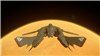 Attira_Kell's avatar