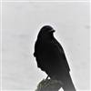 Pock_Abok's avatar
