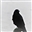 Pock_Abok's avatar