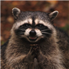 Rainsinger's avatar
