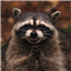 Rainsinger's avatar