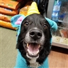 CanisLunesLunes's avatar