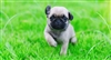 pugsrock's avatar