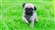 pugsrock's avatar