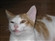 SteveTheForbidden's avatar
