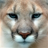 Reddburg's avatar