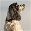 Ibbeltje's avatar