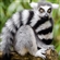DrLemurpants's avatar