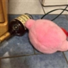 CasualNontentity's avatar