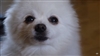 Baranoriel's avatar