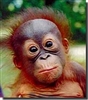 cgorange's avatar