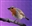 beardot's avatar