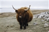 Yaks1414's avatar