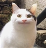 gerwen's avatar