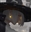 EchoJester's avatar