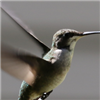 Starving_Actor's avatar