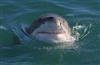 Fishbird73's avatar
