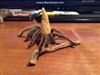 Cthulhu101's avatar