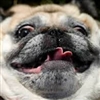 MissRippedJeans's avatar