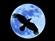 Kiramander's avatar