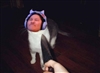omnomica's avatar