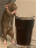 RatMuscles101's avatar