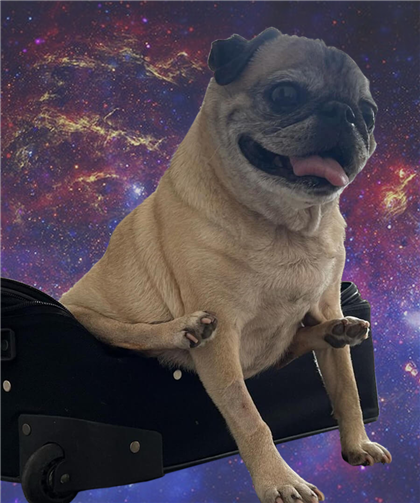 Noodle The Pug Image