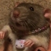 Leshyx's avatar