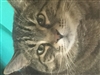 Oerovon's avatar