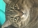 Oerovon's avatar