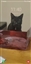 IRNASTEE's avatar